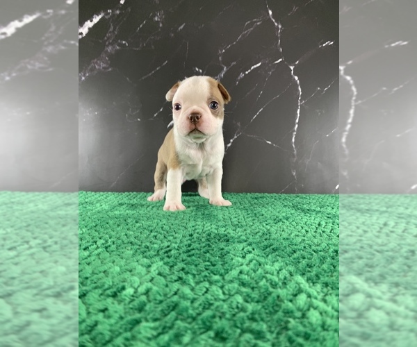 Medium Photo #6 Boston Terrier Puppy For Sale in TULARE, CA, USA