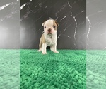Small Photo #113 Boston Terrier Puppy For Sale in TULARE, CA, USA