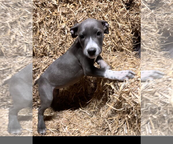 Medium Photo #1 Staffordshire Bull Terrier-Unknown Mix Puppy For Sale in Tracy City, TN, USA