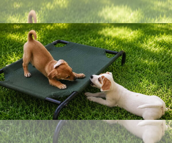 Medium Photo #3 Dachsador Puppy For Sale in Oakhurst, NJ, USA