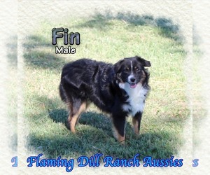 Miniature Australian Shepherd Puppy for sale in FORESTBURG, TX, USA