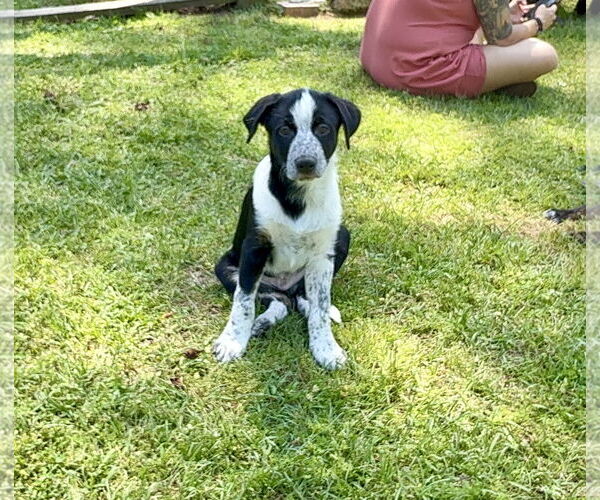Medium Photo #1 Borador Puppy For Sale in Texarkana, TX, USA