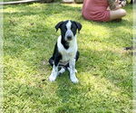 Small Borador