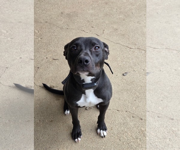 Medium Photo #7 American Pit Bull Terrier-Unknown Mix Puppy For Sale in Germantown, OH, USA