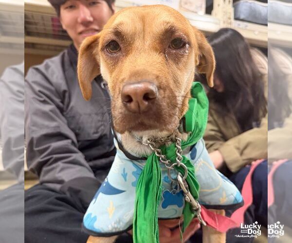 Medium Photo #1 Black Mouth Cur-Labrador Retriever Mix Puppy For Sale in Washington, DC, USA