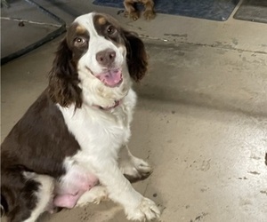 Mother of the English Springer Spaniel puppies born on 05/21/2022
