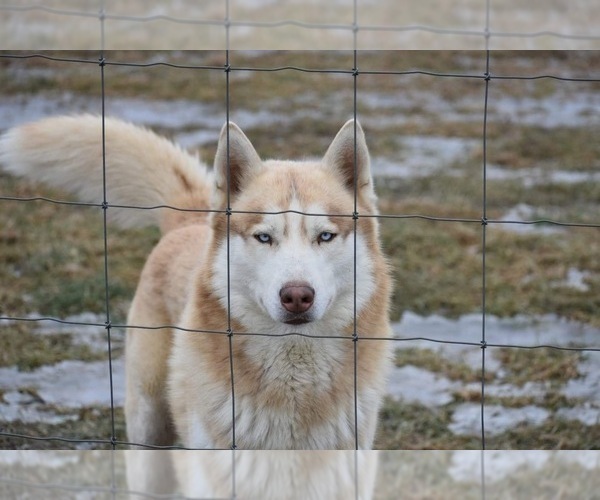 Medium Photo #1 Siberian Husky Puppy For Sale in ARLINGTON, VT, USA
