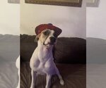 Small #53 Mutt