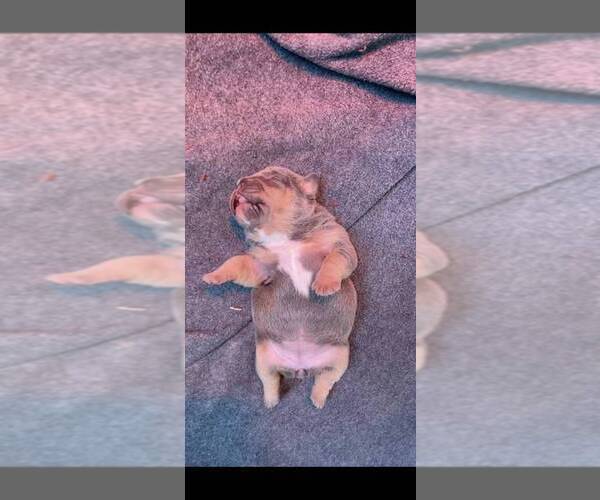 Medium Photo #8 American Bully Puppy For Sale in MANHATTAN, KS, USA