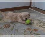 Small Photo #10 English Cream Golden Retriever Puppy For Sale in MECHANICSVILLE, MD, USA