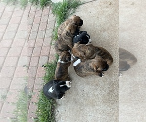 Boxer Litter for sale in GUTHRIE, OK, USA