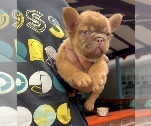 Medium Photo #12 French Bulldog Puppy For Sale in MIAMI BEACH, FL, USA