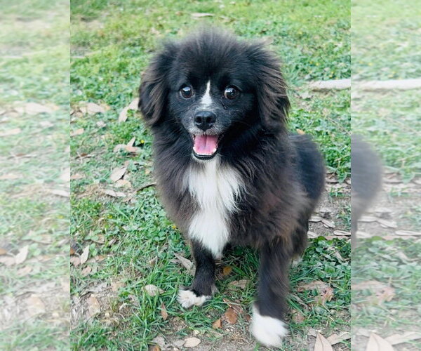 Medium Photo #3 Chiranian Puppy For Sale in Oakhurst, NJ, USA