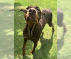 Doberman Pinscher Dogs for adoption in Texas City, TX, USA