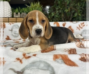 Beagle Puppy for sale in GREENFIELD, IN, USA