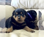 Small #38 Rottweiler