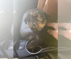 Pinny-Poo Puppy for sale in CINCINNATI, OH, USA