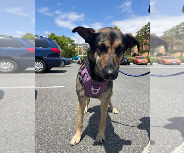 Medium Photo #3 German Shepherd Dog-Unknown Mix Puppy For Sale in Lake Forest, CA, USA