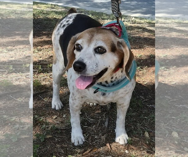 Medium Photo #9 Beagle Puppy For Sale in Dunnellon, FL, USA