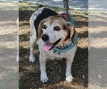 Small Photo #9 Beagle Puppy For Sale in Dunnellon, FL, USA