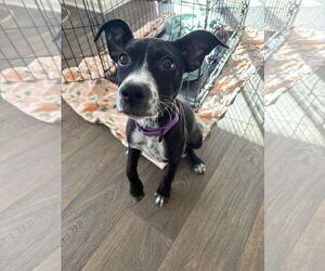 Feist Terrier-Labrador Retriever Mix Dogs for adoption in GILBERTS, IL, USA