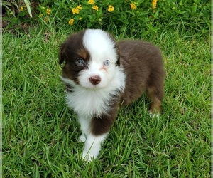 Australian Shepherd Puppy for sale in PENSACOLA, FL, USA