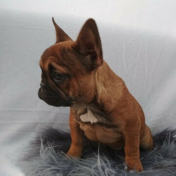Medium Photo #2 French Bulldog Puppy For Sale in BROOKLYN, NY, USA