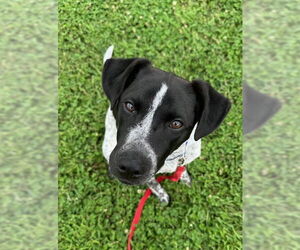 Mutt Dogs for adoption in Garden City, NY, USA