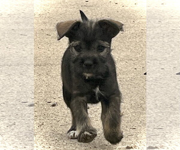 Medium Photo #3 French Bulldog-Unknown Mix Puppy For Sale in Estherville, IA, USA