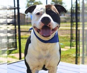 American Staffordshire Terrier-Unknown Mix Dogs for adoption in San Antonio, TX, USA