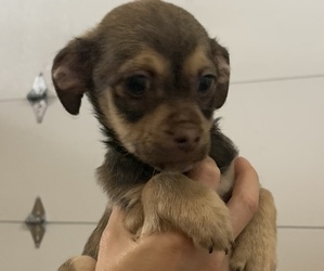 ShiChi Puppy for sale in PORTLAND, OR, USA
