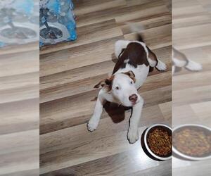 American Staffordshire Terrier-Unknown Mix Dogs for adoption in San Antonio, TX, USA