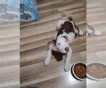 Small American Staffordshire Terrier Mix