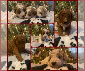 Goldendoodle (Miniature) Puppy for sale in ARCHDALE, NC, USA