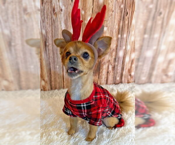 Medium Photo #7 Pomeranian-Unknown Mix Puppy For Sale in Arlington, VA, USA