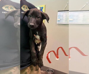 Mutt Dogs for adoption in SHERBURNE, NY, USA