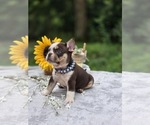 Small #10 French Bulldog