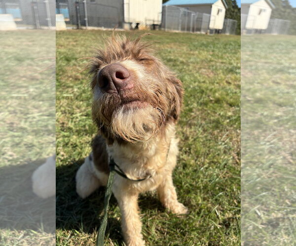 Medium Photo #5 Poodle (Standard)-Unknown Mix Puppy For Sale in Pacolet, SC, USA