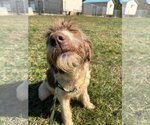 Small Photo #5 Poodle (Standard)-Unknown Mix Puppy For Sale in Pacolet, SC, USA