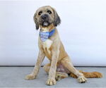 Small #1 Briard