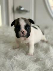 French Bulldog Puppy for sale in FLUSHING, NY, USA