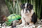 Small Photo #3 Bulldog Puppy For Sale in CUTLER BAY, FL, USA