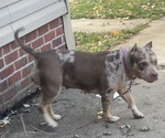 Small Photo #1 American Bully Puppy For Sale in MAPLE HEIGHTS, OH, USA