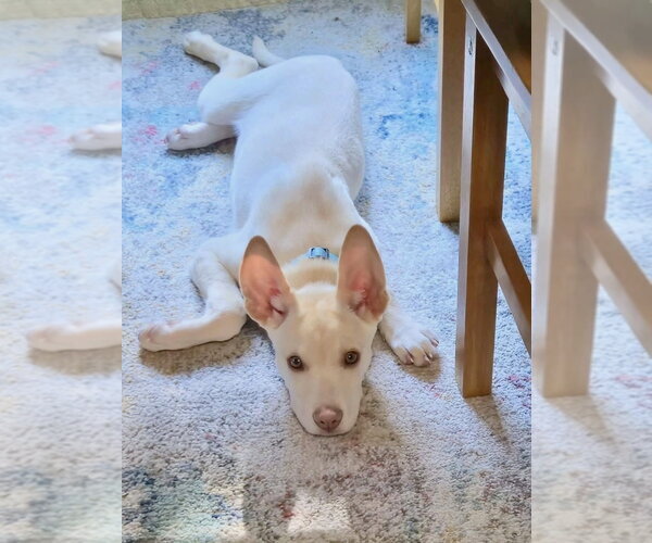 Medium Photo #5 Siberian Husky-Unknown Mix Puppy For Sale in Springdale, PA, USA
