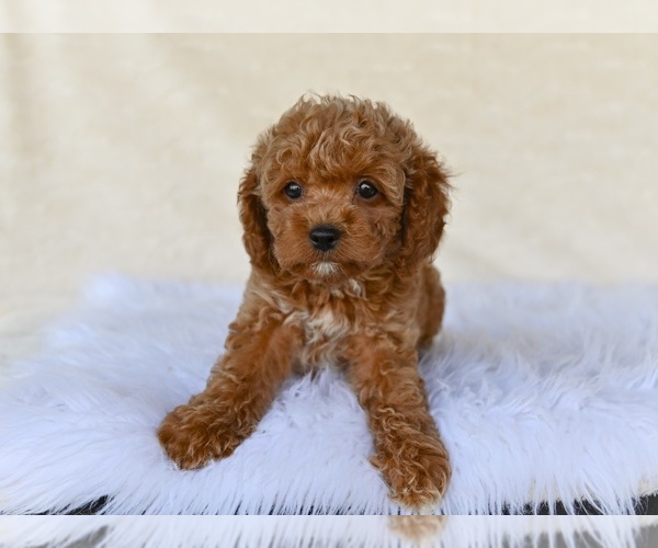 Medium Photo #4 Cock-A-Poo Puppy For Sale in MILLERSBURG, OH, USA