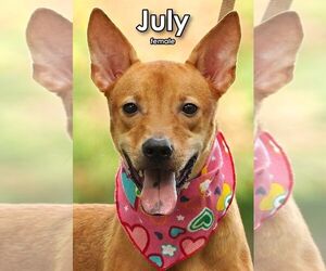 Mutt Dogs for adoption in Seattle, WA, USA