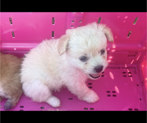 Chihuahua-Poodle (Toy) Mix Puppy for sale in CASTLE HAYNE, NC, USA