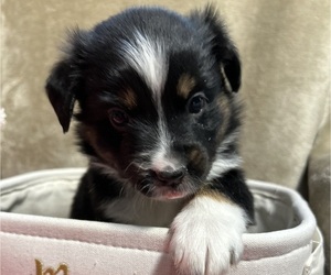 Medium Miniature Australian Shepherd