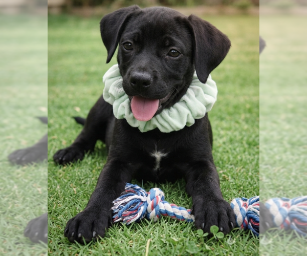 Medium Photo #4 Labrador Retriever-Unknown Mix Puppy For Sale in Grovertown, IN, USA