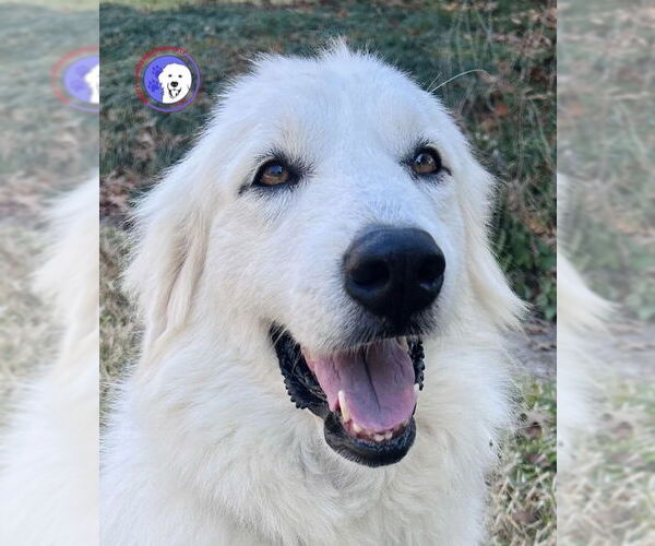 Medium Photo #1 Great Pyrenees Puppy For Sale in Spring, TX, USA